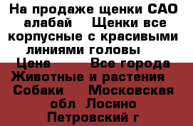 На продаже щенки САО (алабай ). Щенки все корпусные с красивыми линиями головы . › Цена ­ 30 - Все города Животные и растения » Собаки   . Московская обл.,Лосино-Петровский г.